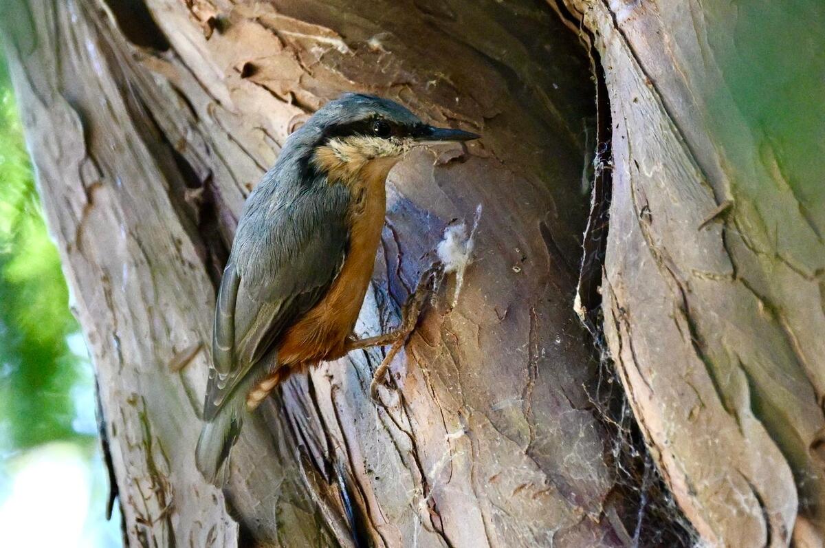 2026-08-07 1 Nuthatch